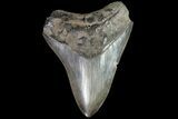 Serrated, Fossil Megalodon Tooth - Georgia #81684-1